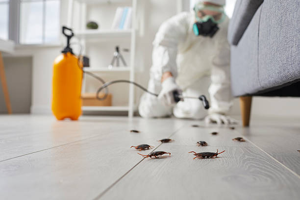 Trusted Termite Control service in Cape Carteret, NC - Nex Pest Control